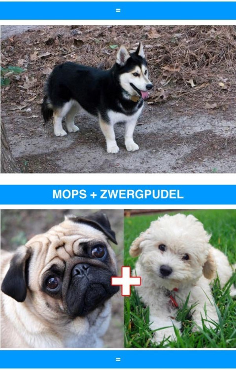 kyletok: novaisprettyinpink: theinturnetexplorer: crossbreeds are so cool I will take 10 of each ple