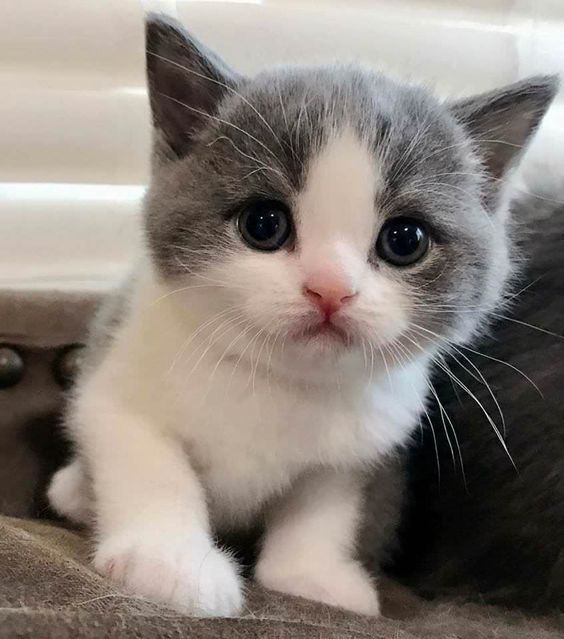 I love kitties