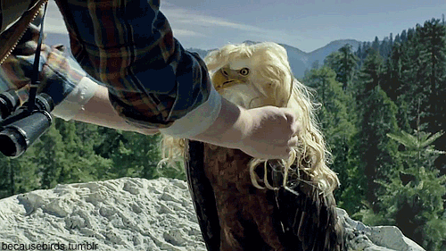 Reblog if ur excited about turning into a bald eagle tomorrow