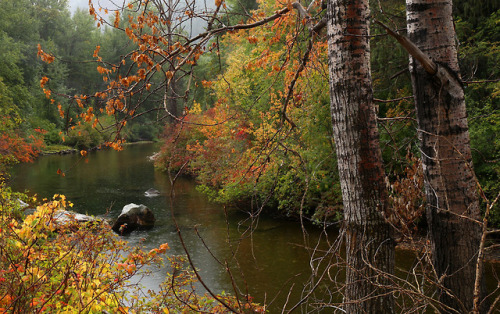 90377: Wenatchee River Autumn by Rafe Cookinghamus I&rsquo;ll have to visit one fall