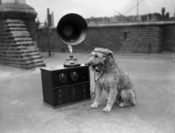 A dog listening to the radio with earphones,