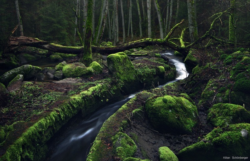 megarah-moon:  “Where Fairies Dance” by  Kilian Schönberger 