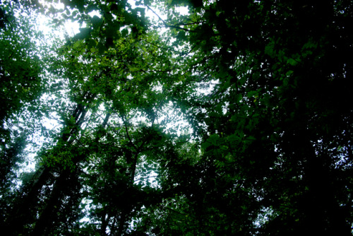 twilightsolo-photography:Summer ShadeThe woods on my sister’s land in New Hampshire.©twil