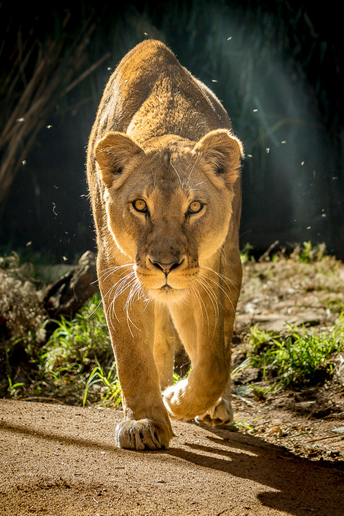 wonderous-world:  The Hunter by Qaris Kosim Satyaputra 