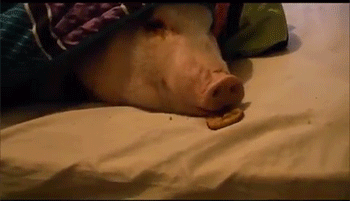 Porn Pics sizvideos:  How to wake up a pig - Video