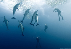 Diving With Dusky Dolphins