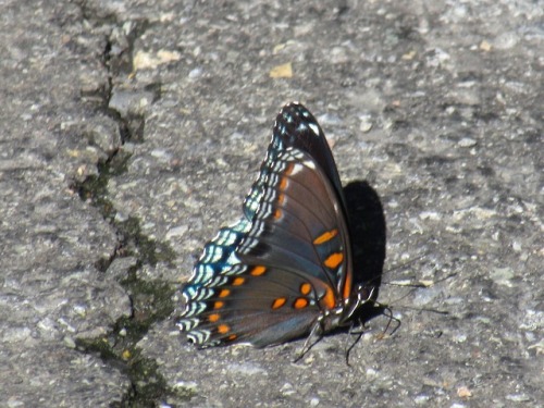 Red-spotted purple. They seem to like roads.