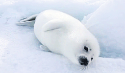 grimphantom:  tomhiddleston: Harp Seal (Phoca groenlandicus)  Grimphantom: so awesome and cute, makes you wonder why people are fucking heartless just to turn them into coats or hunting for their amusement…..  exactly! its just sicking…those
