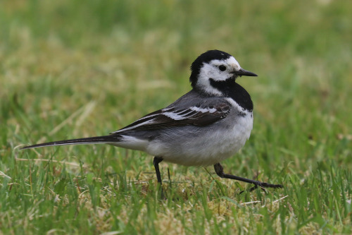 White wagtail/sädesärla.