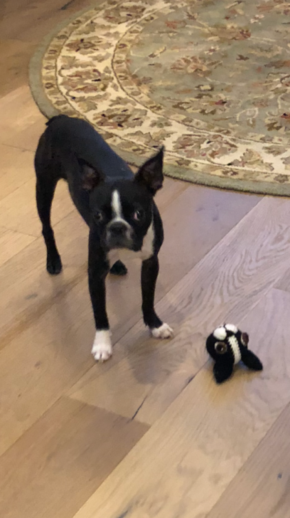 lovetcole: Finn loves his new squeaky amigurumi toy (designed &amp; crocheted by me), but I must