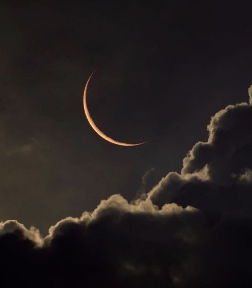insomniaroses - insomniaroses