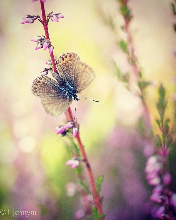 Jenny Catch The Light — Last summer day.