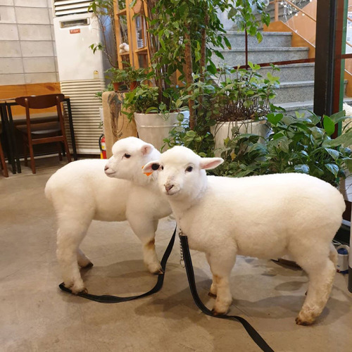 authoratmidnight:awesome-picz:This Sheep Cafe In Korea Shares Viral Photos Of A Sheep Getting Washed
