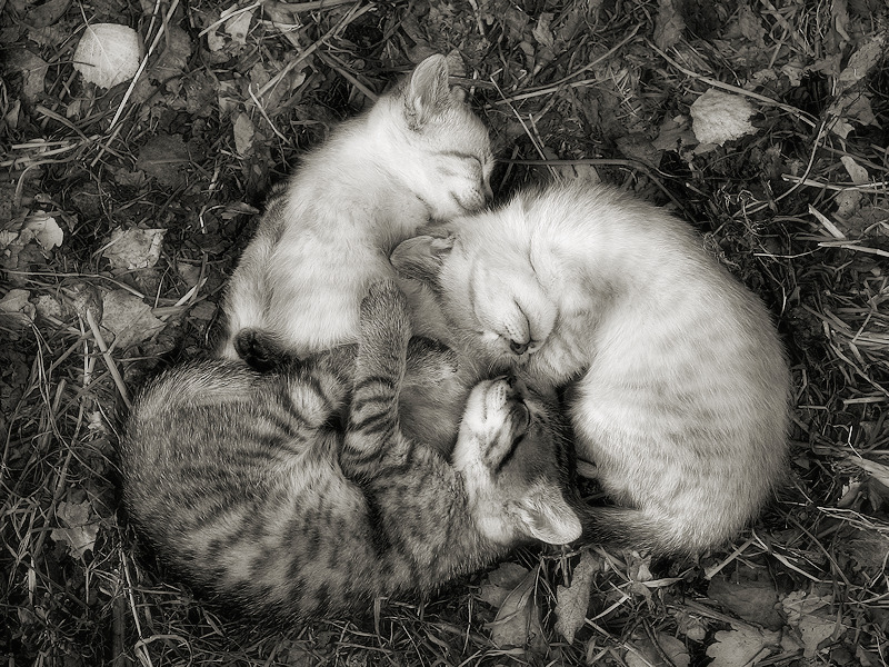 magicalnaturetour:     B&amp;W or Color by Ferran Jordan Photography ~ Sweet