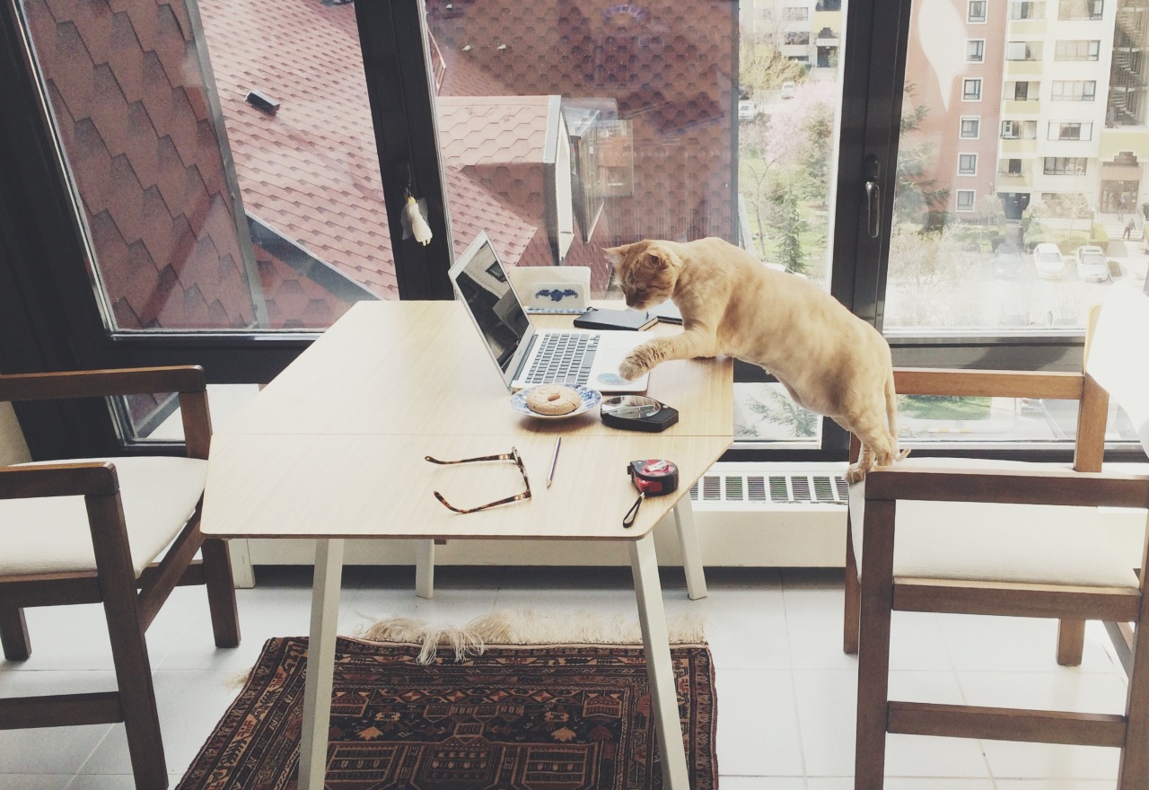 catsbeaversandducks:  10 Cats That Are Truly Happy With Their Careers“It’s never