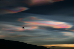 99lions:  Helga Haraldsdóttir These clouds are very faint, and can only be observed in twilight around sunrise and sunset when the clouds of the lower atmosphere are in shadow . 