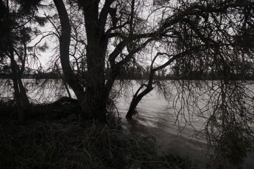 Sacramento Treesphotos by Skyler BrownTumblr | Facebook | Instagram | Flickr