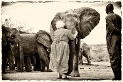  Dr. Dame Daphne Sheldrick, photographed