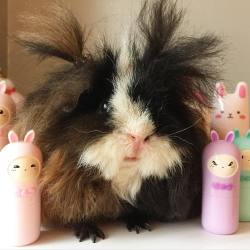 guineapiggies:  via livebreatheluv  Lol