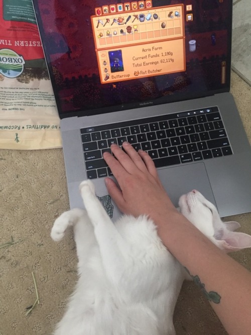 pangur-and-grim:Pangur is deeply offended by my bad habit of “being paying attention to anythi