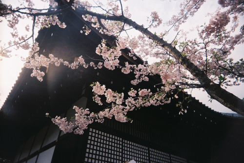 dreams-of-japan:  勧修寺宸殿 Kajū-ji porn pictures