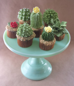 nevver:  Succulents (cupcakes) 