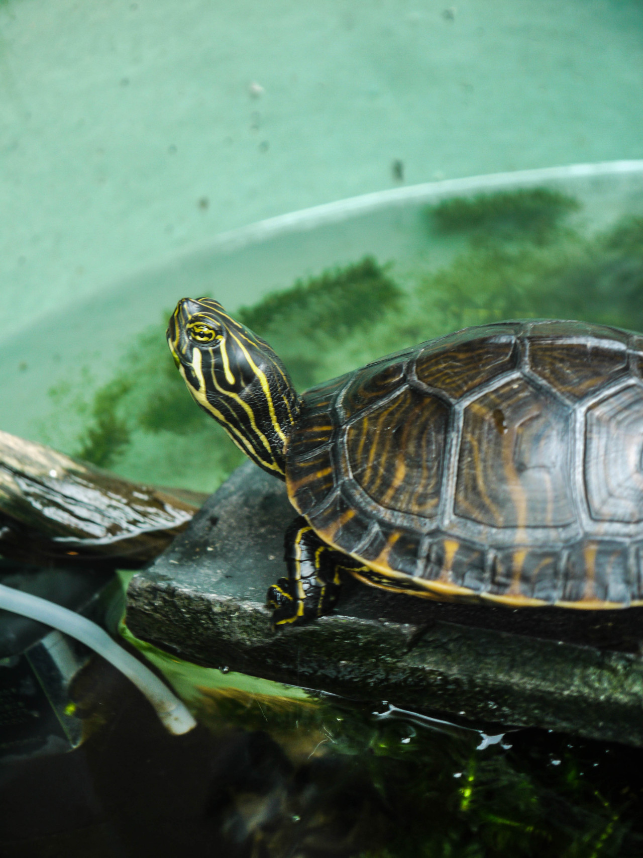 miadotcom:  Spotted: Turtle  Omotesando- Tokyo, Japan 