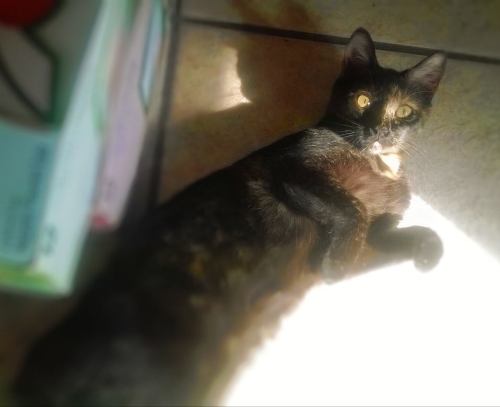 Is it too late to submit my tortie, Bast? Here she was yesterday catching some sun from out patio do