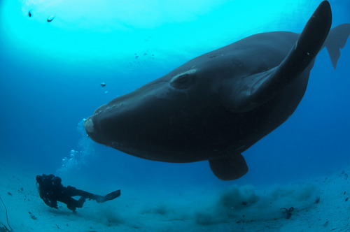 thelovelyseas:   A diver has a close encounter wih a southern right whale by Brian J Skerry  holy amazing 