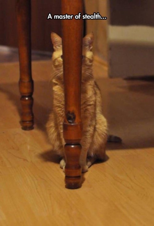 texasred43:  💕sssshhh… I’m sneaking up on my Daddy 💕
