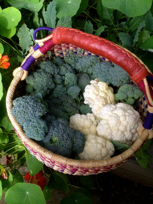 ediblegardensla: The broccoli and cauliflower harvest in a garden in Los Angeles.