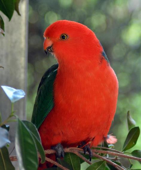 heroinsight: Australian King Parrot (male)