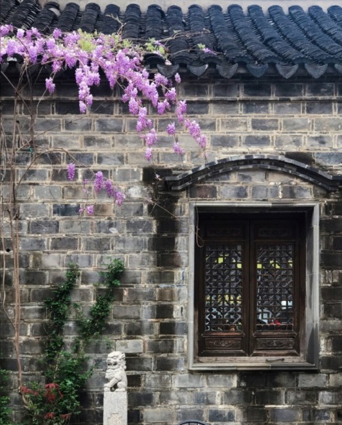 fuckyeahchinesegarden:Wisteria flowers in a hutong