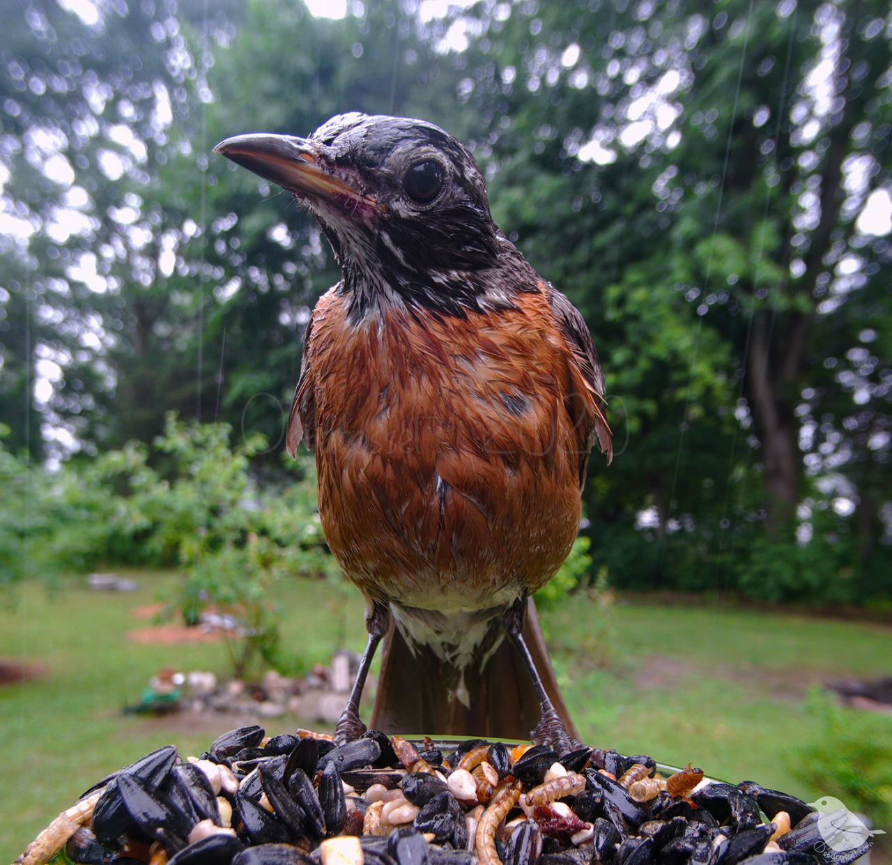 cardinal robin blue jay