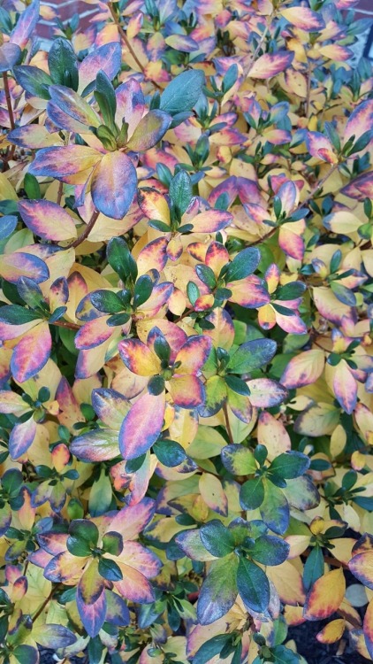 6.11.16 - From @sphericalpictures ’s phone - plants in the process of turning colors last fall