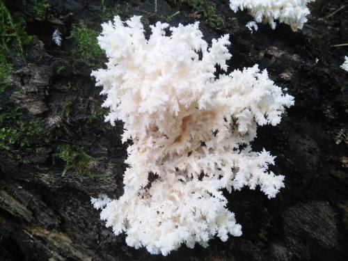 Coral fungusWe recently shared a photo of one of these fascinating fungi, resembling branched of pur