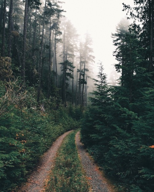 adventureovereverything: Driving down foggy forest roads…one of my favorite things to do