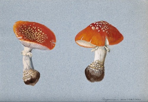 heaveninawildflower:  Studies of the fly agaric fungus (Amanita muscaria). Watercolours (circa 1890-