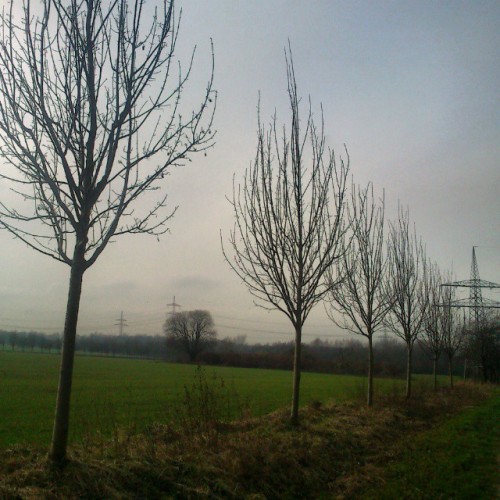 Some #winter #sun Shows On My Lunch Break Walk, A Bit Fitting To My #mood With #sunlight Breaking Through
