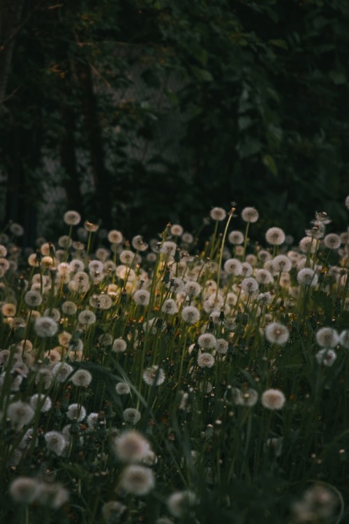 taraxacum