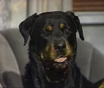 Dog Commercials Explore Tumblr Posts And Blogs Tumgir