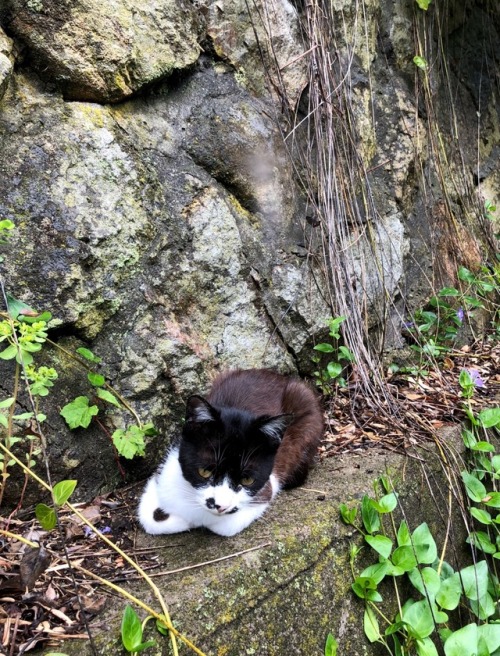 kobaltfoto: Cats of Tashirojima, Miyagi Prefecture by kobalt
