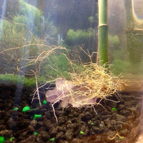 Roots in my betta tank. Pothos and bamboo - both with their leaves above the water, of course!!