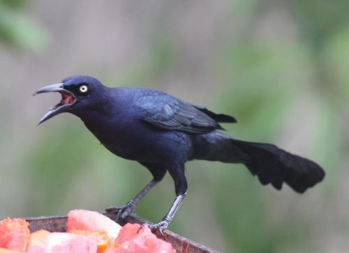 dollsahoy: beansproutmomo: parliamentrook: grackles are such fancy asshole birds, I love them photo 