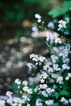vacants:  forget me not (by Liis Klammer)