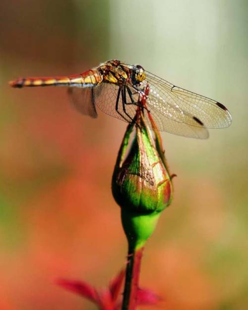 Spotted this dragon fly in 2012, checking out the budding roses or perhaps waiting for prey in Yoyog