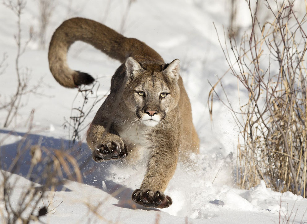 nevver:  2014 NatGeo Photo Contest in Focus 
