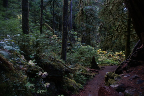 pnw-forest-side: Winding along..