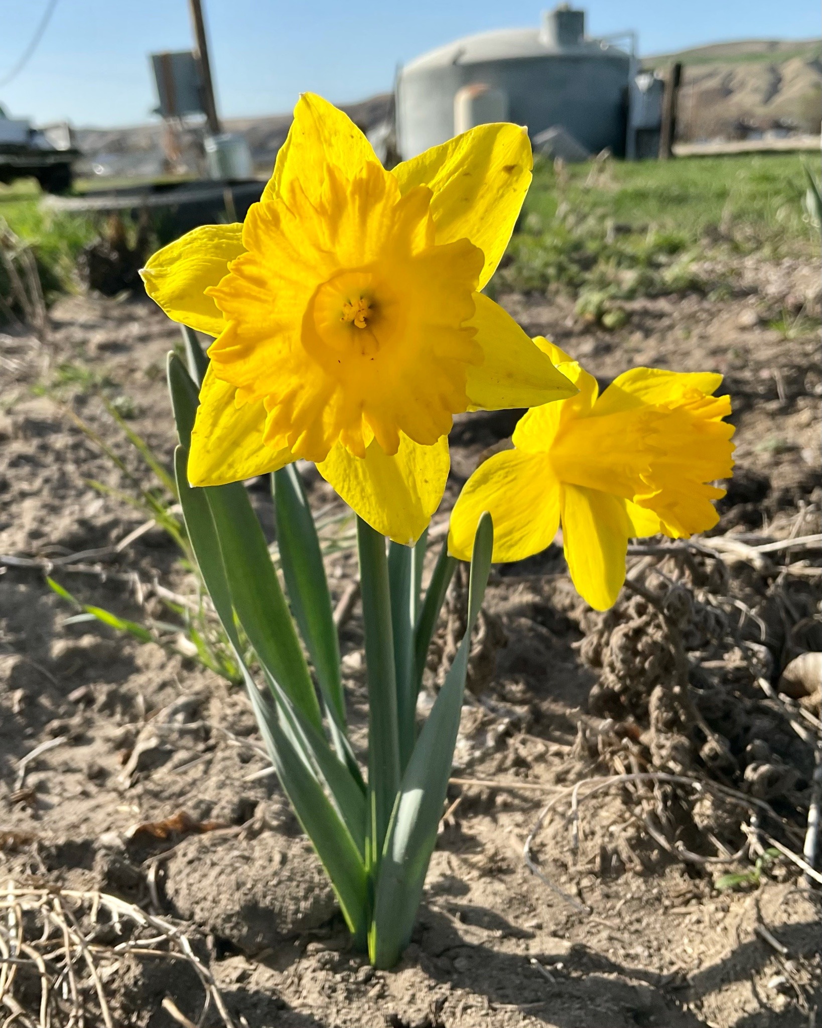 A close-up of two yellow daffodil flowers.