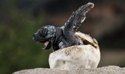 wildography:  Loggerhead turtle photo by: